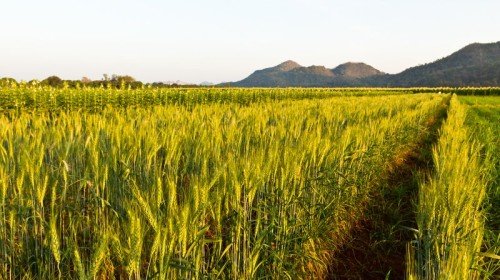 Qual a importância da manutenção regular de peças de borracha em implementos agrícolas?